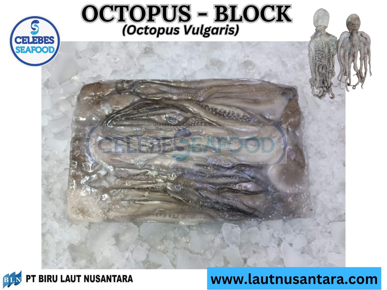 Octopus Block Whole Clean/Whole Round 